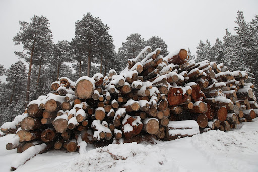 Заготовка древесины зимой