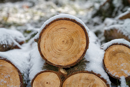 Внешние особенности зимней древесины от летней